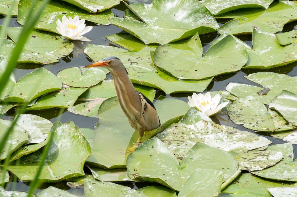 Les Nymphéas de Claude Moineau